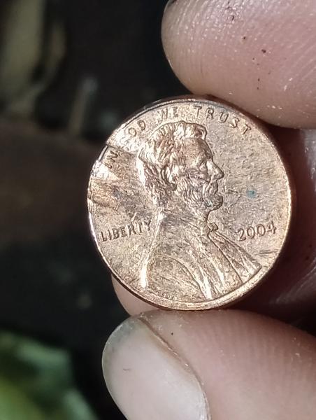 2004 pennies with two ripples on left hand…