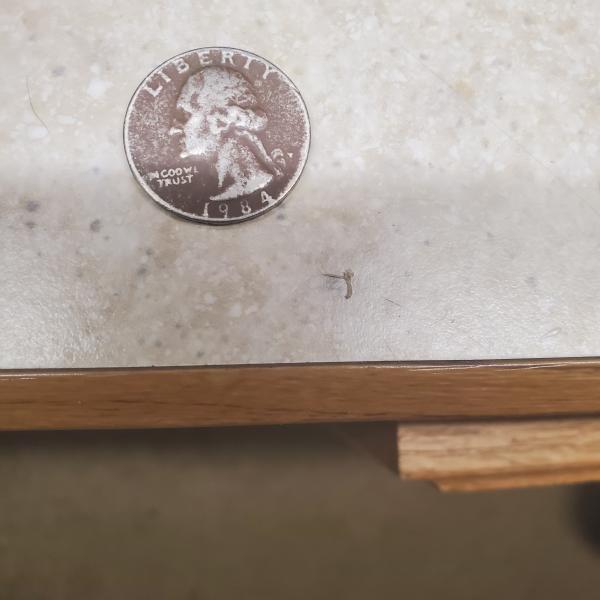 1984 mint filled in p and missing letter&hellip;
