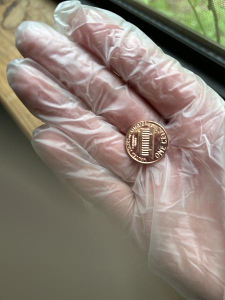 Is this a proof penny . It is&hellip;